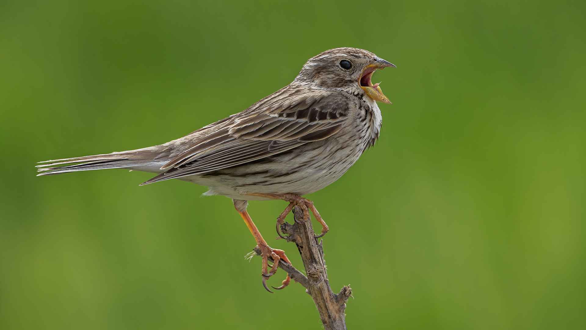 Corn Bunting